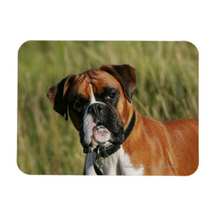 Boxer Hund Staring i Kamera Magnet