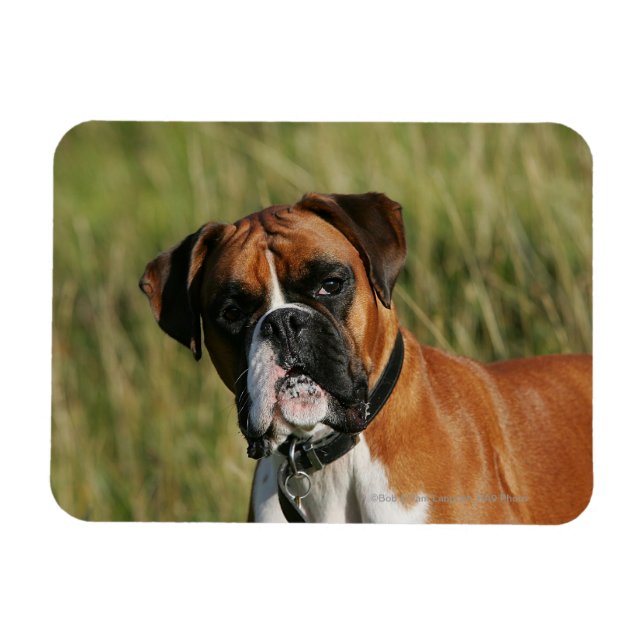 Boxer Hund Staring i Kamera Magnet (Horisontell)