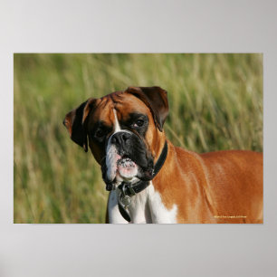 Boxer Hund Staring i Kamera Poster