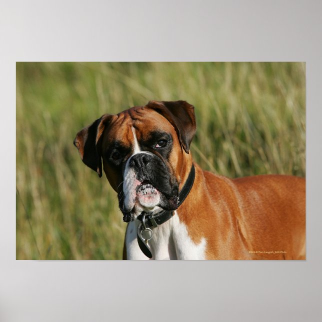 Boxer Hund Staring i Kamera Poster (Framsidan)