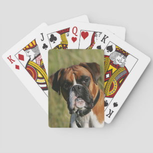 Boxer Hund Staring i Kamera Spel Kort
