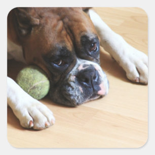 Boxer Hund Stickers Fyrkantigt Klistermärke