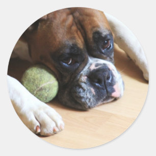 Boxer hund Stickers Runt Klistermärke