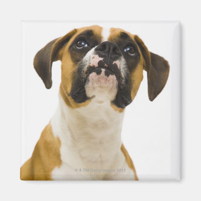 Boxer hund tittar upp magnet (Framsidan)