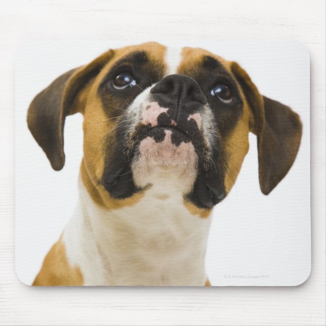 Boxer hund tittar upp musmatta (Framsidan)