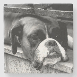 Boxer Hund vid fönsterkust Stenunderlägg