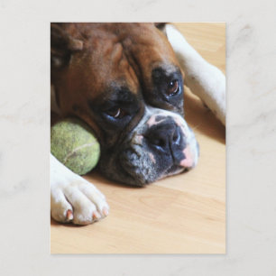 Boxer Hund Vykort