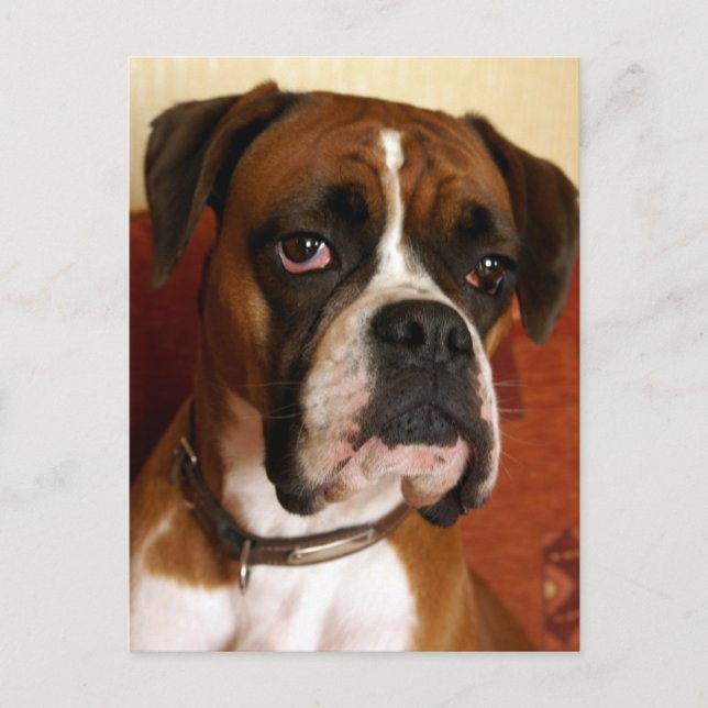 Boxer Hund Vykort (Framsida)