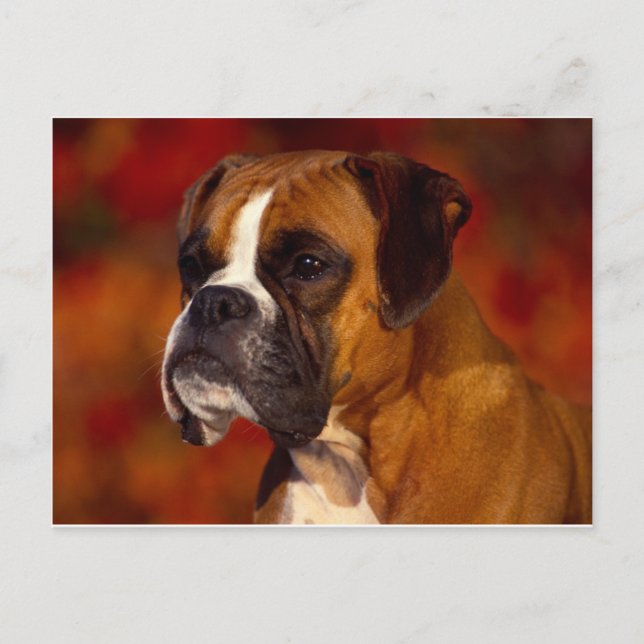 Boxer hund vykort (Framsida)