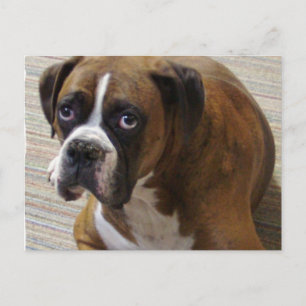Boxer Hund-vykort Vykort