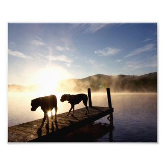 Boxer Hundar på Foggy Dock Fototryck