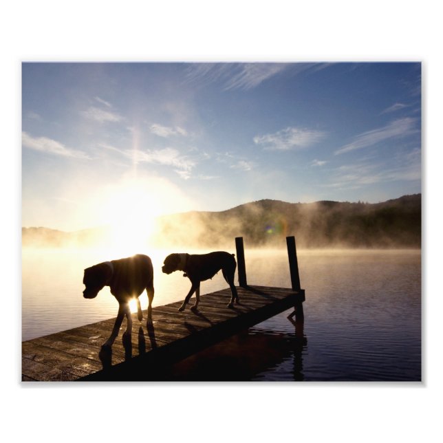 Boxer Hundar på Foggy Dock Fototryck (Framsidan)