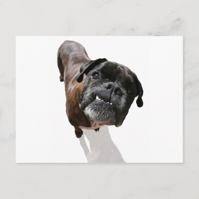 Boxer Hundavel Vykort (Framsida)