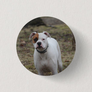 Boxer Knapp