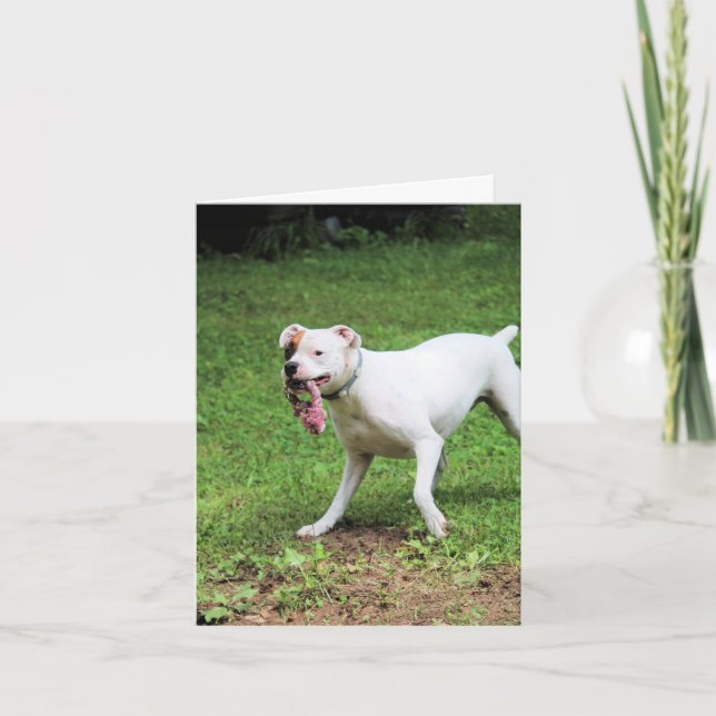 Boxer Kort (Framsida)