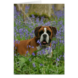 Boxer Luting in Bluebells Hälsningskort