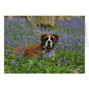 Boxer Luting in Bluebells Hälsningskort