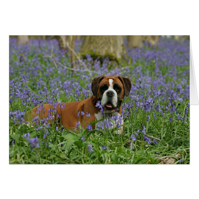 Boxer Luting in Bluebells Hälsningskort (Framsidan Horizontal)