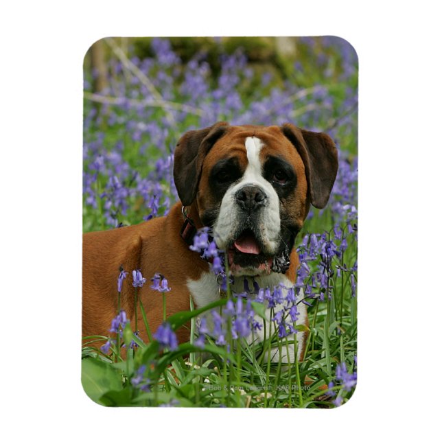Boxer Luting in Bluebells Magnet (Vertikal)