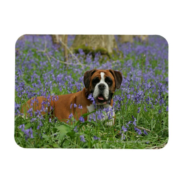 Boxer Luting in Bluebells Magnet (Horisontell)