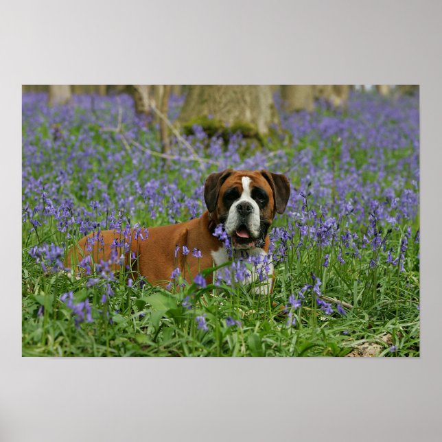 Boxer Luting in Bluebells Poster (Framsidan)
