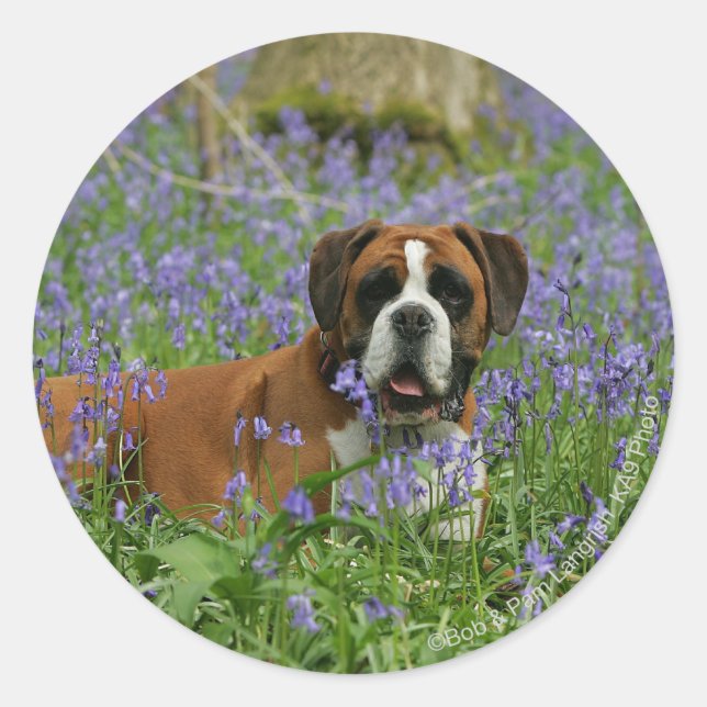 Boxer Luting in Bluebells Runt Klistermärke (Framsida)