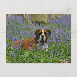 Boxer Luting in Bluebells Vykort