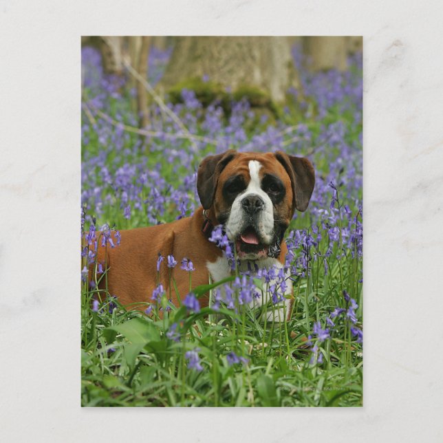 Boxer Luting in Bluebells Vykort (Framsida)