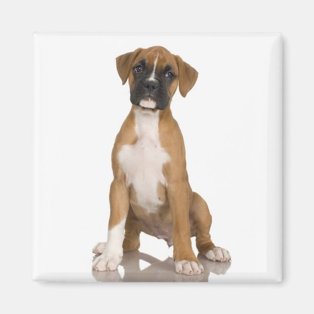 Boxer Magnet (Framsidan)