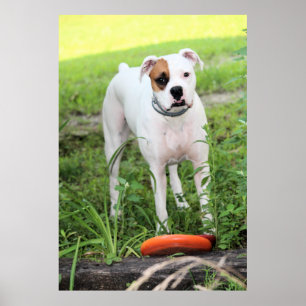 Boxer Poster
