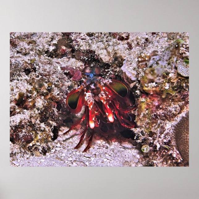 Boxer Poster (Framsidan)