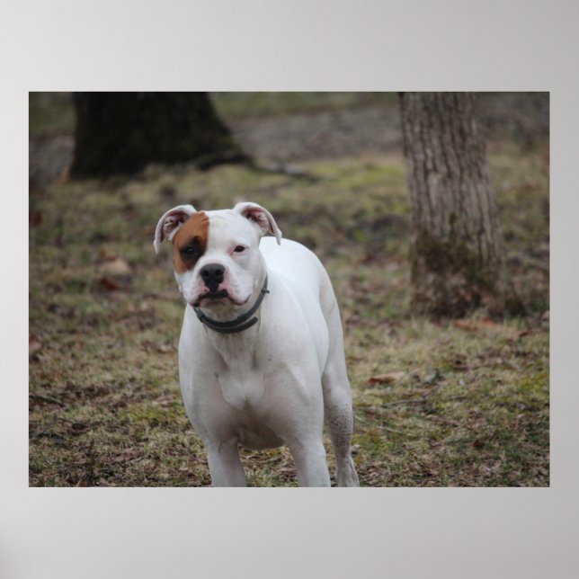 Boxer Poster (Framsidan)