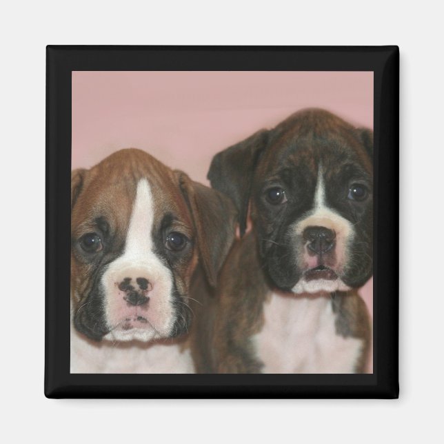 Boxer Puppies magnet (Framsidan)
