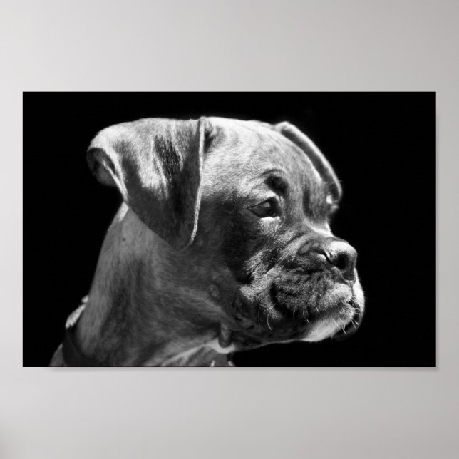 Boxer Puppy Poster (Framsidan)
