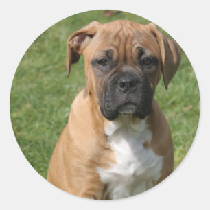 Boxer Puppy Sticker Runt Klistermärke