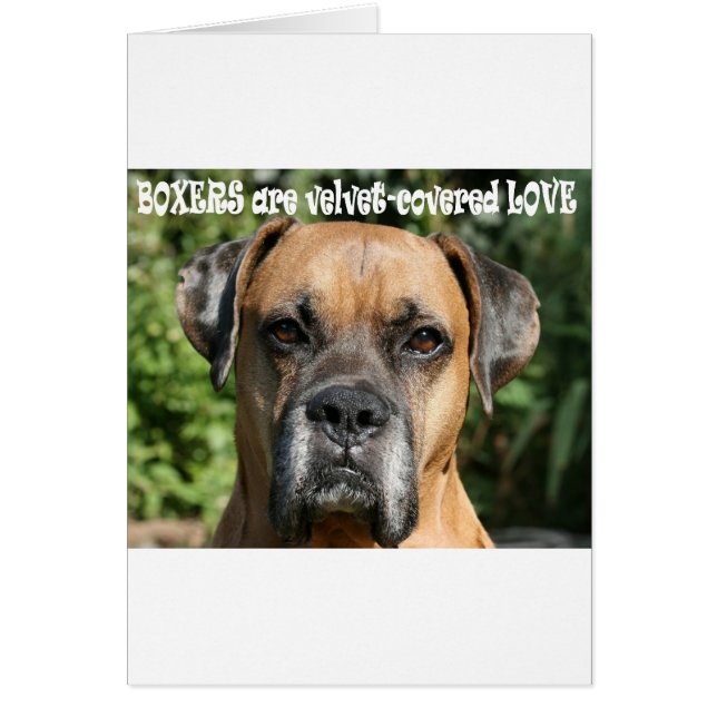 Boxer: Sammetspäckad Kärlek Hälsningskort (Framsidan)