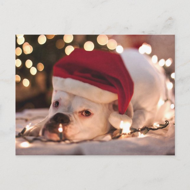 Boxer Santa Helg Vykort (Framsida)