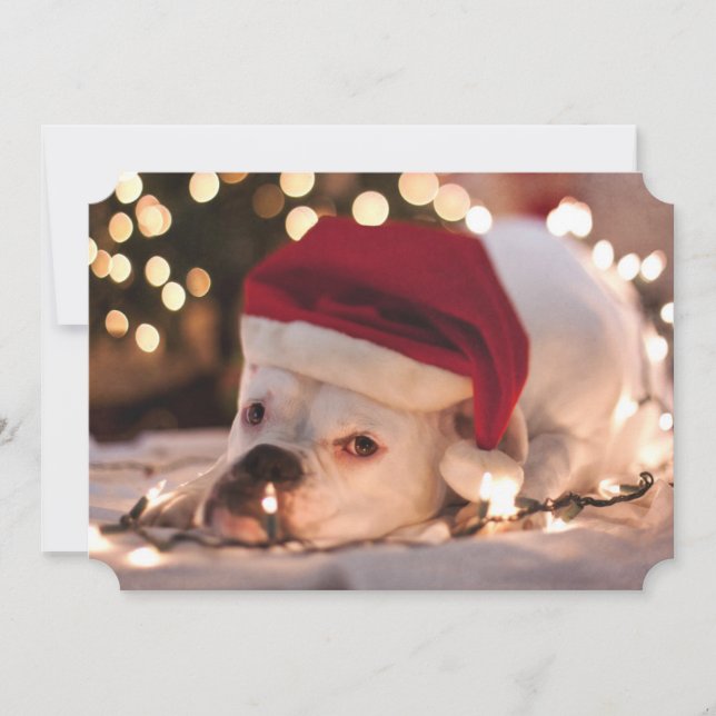 Boxer Santa Julkort (Framsida)