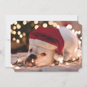 Boxer Santa Julkort