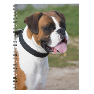 Boxer Sitta Anteckningsbok Med Spiral