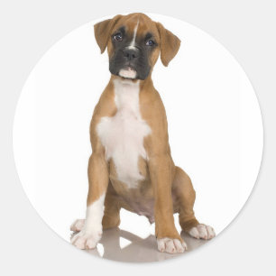 Boxer Sticker Runt Klistermärke