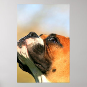 Boxer-valp poster