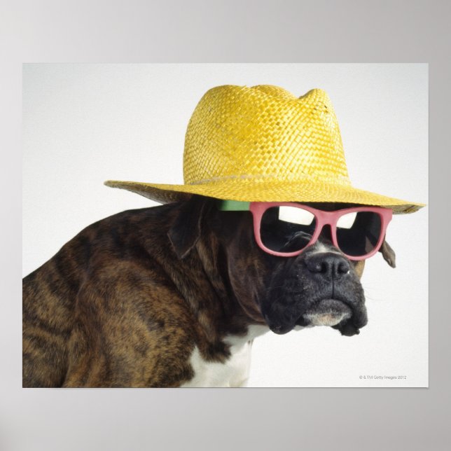 Boxerhund med hatt och glas poster (Framsidan)
