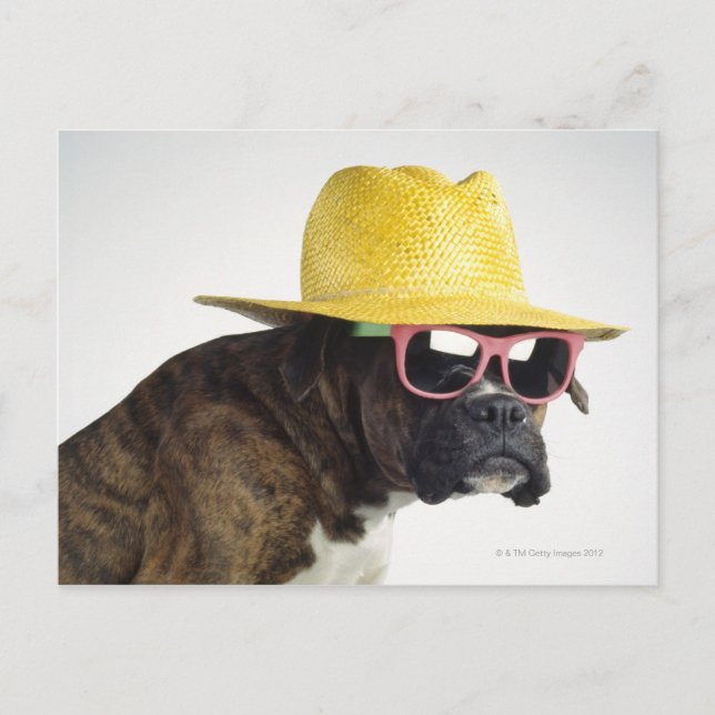 Boxerhund med hatt och glas vykort (Framsida)