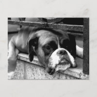 Boxerhund på fönsterbräda pca