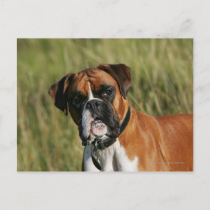 Boxerhund stirrar på kamera vykort