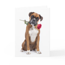 Boxerhund Valentine