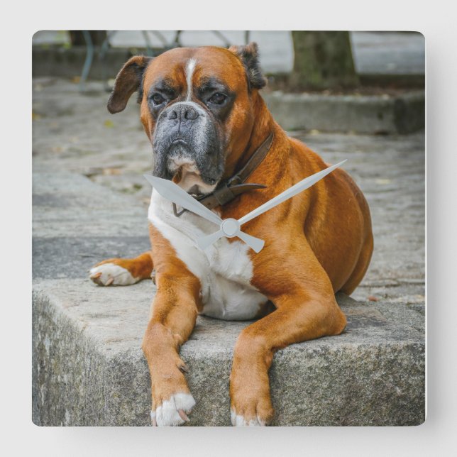 Boxerlås/Hund för foto Fyrkantig Klocka (Framsida)