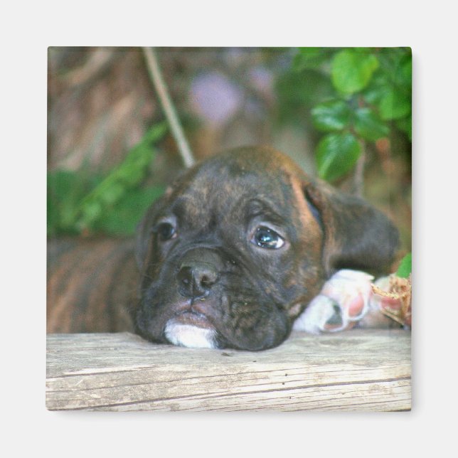 Boxermarium magnet (Framsidan)