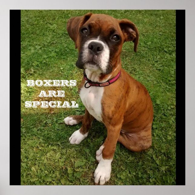 BOXERS ÄR SPECIELLA poster (Framsidan)